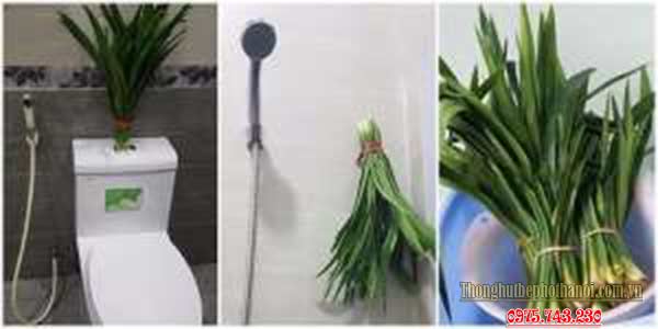 7. Khử mùi hôi nhà vệ sinh bằng lá dứa: