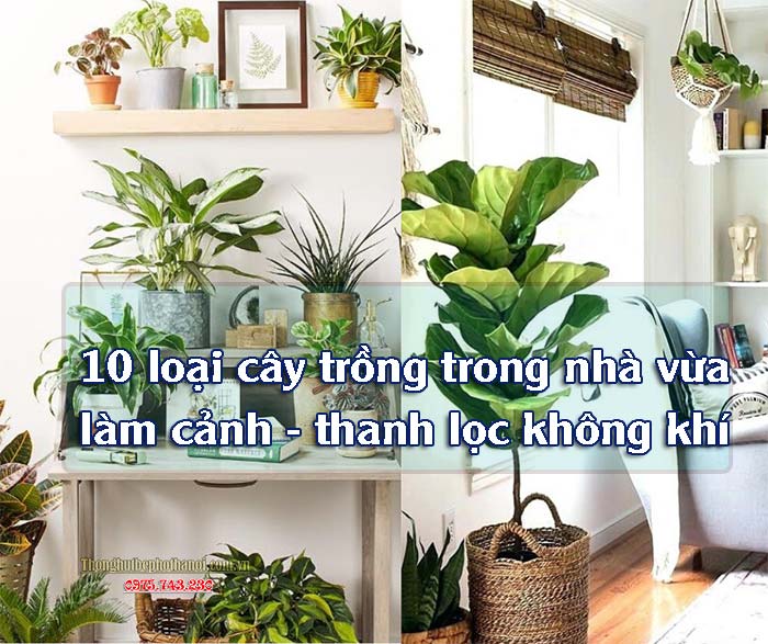 Tên 10 loại cây trồng trong nhà làm cảnh thanh lọc không khí